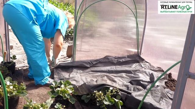 Выращиваем ремонтантную землянику в теплице осенью. смотреть онлайн