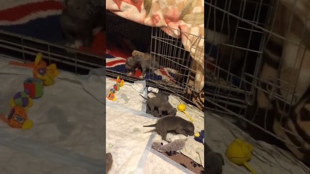 thai ridgeback puppies смотреть онлайн
