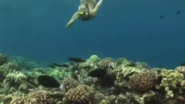 Подводная маска с встроенной видеокамерой смотреть онлайн