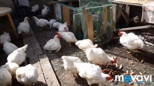 Бройлеры. Кормим мешанкой. Взвешиваем. Вес бройлеров в 45 дней.