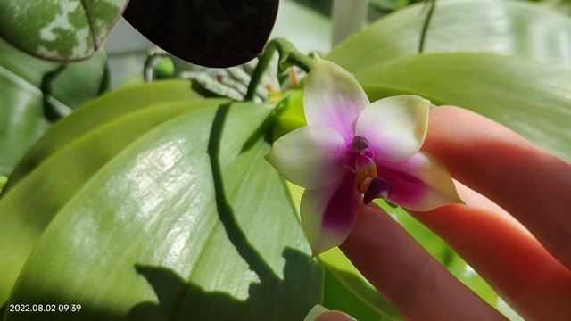 Цветение фаленопсисов... и не только... смотреть онлайн