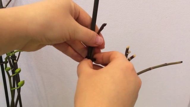 Орхидея растит цветонос, как прикрепить к опоре смотреть онлайн