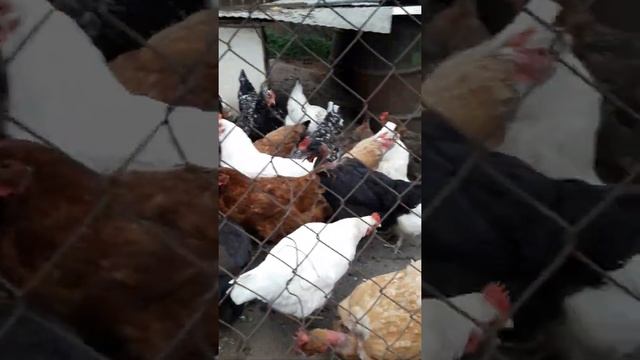 Куры и заячья капуста смотреть онлайн