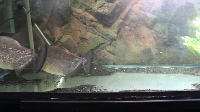serrasalmus rhombeus cohab 3 (black piranha) смотреть онлайн