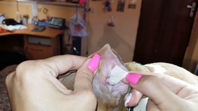 Как клеить уши после купирования смотреть онлайн