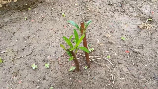 How to Grow oleander plant from cutting....kaner plant cutting grow смотреть онлайн