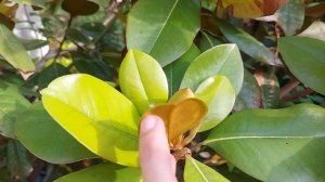 магнолия крупноцветная цветёт magnolia grandiflora francois treyve Ростов-на-Дону