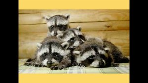 Животные.  Млекопитающие. Часть 1