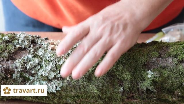 Шиитаке выращивание на пнях и бревнах. Посадка мицелий Грибоводство ТРАВАРТ #2201 Андрей Протопопо смотреть онлайн