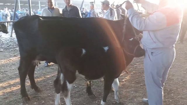 Молбозор Гулакандоз ?