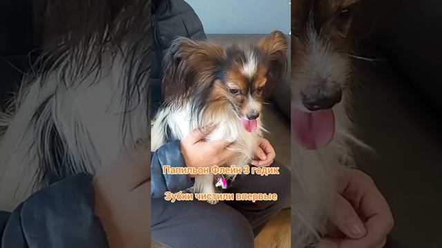 Папильон Флейн 3 годик🦄, Зубки чистили впервые, очень энергичный. смотреть онлайн