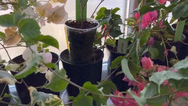 Бугенвиллия в цвету/ Bougainvillea Bloom