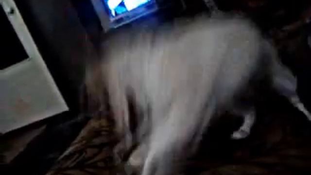 дурная собака