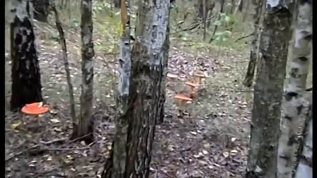 Кобылки - свинушки по всему лесу и подберезовики нашли. Лес, а в лесу грибы. смотреть онлайн