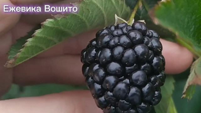 Ежевика Вошито. Огромные и очень вкусные ягоды. Сорт ежевики для дачи смотреть онлайн
