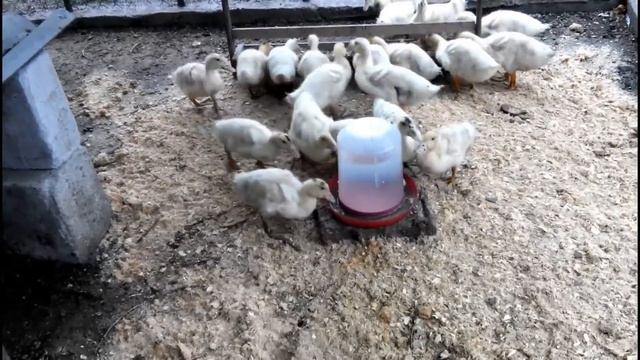 КАК ВЫРАСТИТЬ УТОК  МУЛАРДОВ ЗА 70  ДНЕЙ// Делюсь своим опытом