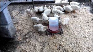 КАК ВЫРАСТИТЬ УТОК  МУЛАРДОВ ЗА 70  ДНЕЙ// Делюсь своим опытом