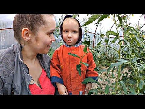 Обзор посадок, часть 1 // Первый помидор, земляника, ежевика, розы // Наш сад смотреть онлайн