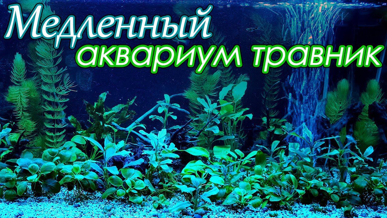 Мои медленные аквариумы травники с анубиасами и буцефаландрами смотреть онлайн