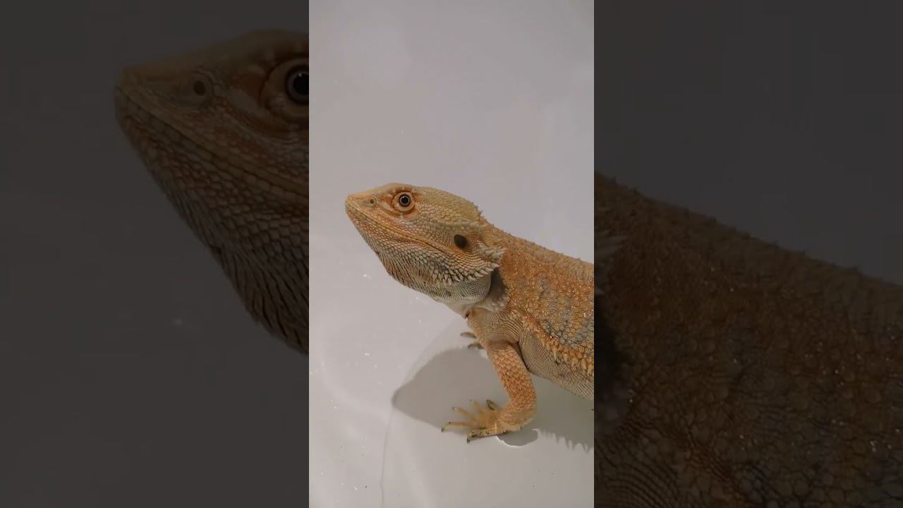 Купаем бородатую агаму смотреть онлайн