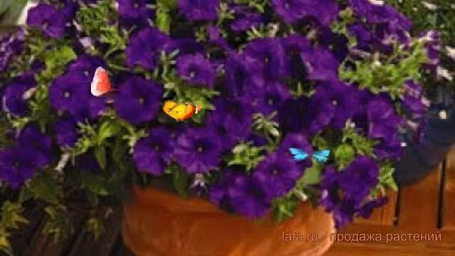 Петуния миллифлора Пикобелла Блю (pikobella blyu) ? обзор: как сажать, семена петунии Пикобелла Блю смотреть онлайн