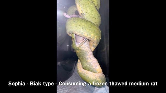 Green Tree Python Displaying Post Meal Weight Distribution Perching Behavior смотреть онлайн