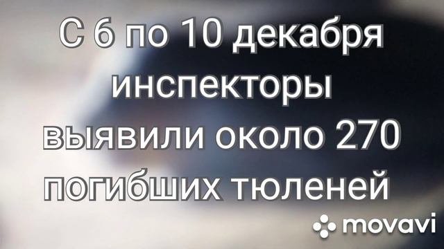 Более 270 погибших тюленей найдено на побережье Каспия смотреть онлайн