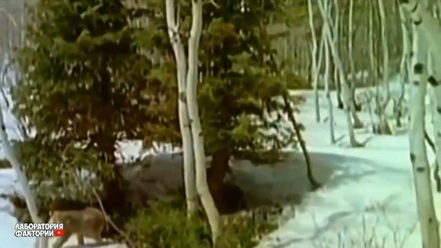 Сумасшедшая атака пумы на медведя! Пума против Медведя, Гуанако, Рыси, Собаки, Оленя смотреть онлайн