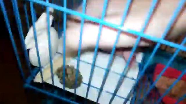 Клетка моего хомяка смотреть онлайн