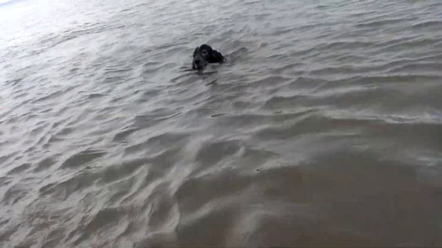 Русский Кокер спаниель плавает смотреть онлайн