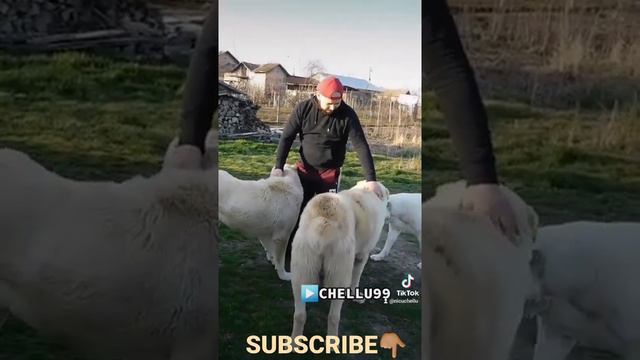 WITH3️⃣HUGE CETRAL ASIAN SHEPHERS | BIG DOGS🇷🇴ROMANIAN | #CUBA THE ALABAI смотреть онлайн