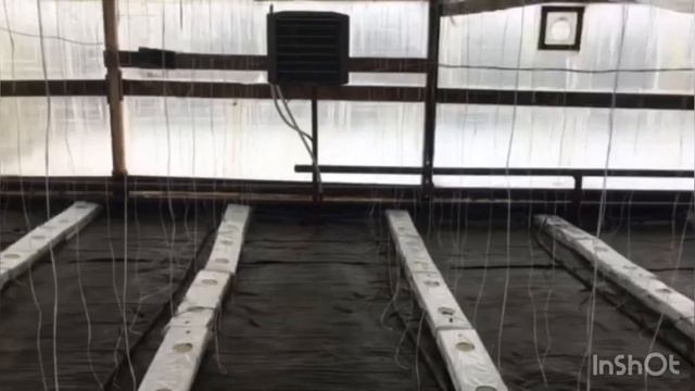 Обзор нашей корневой системы. На улице -20, а сколько в нашем рассадном? смотреть онлайн