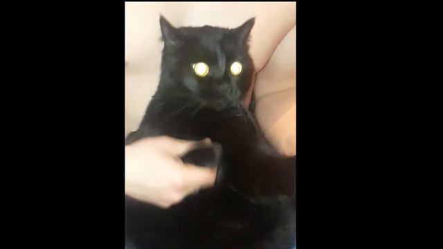 Кот и гитара. :D смотреть онлайн