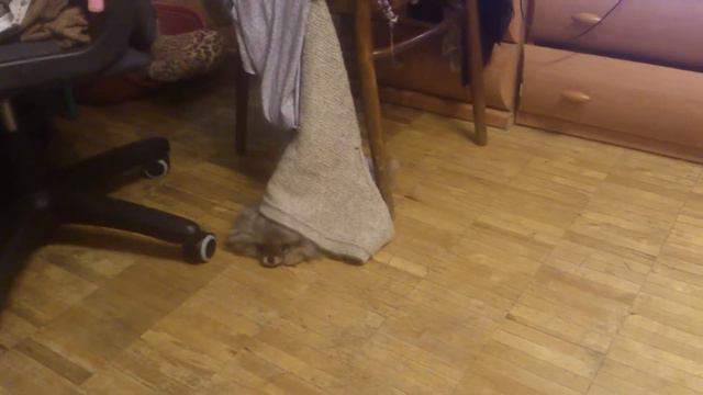 Продажа щенков смотреть онлайн