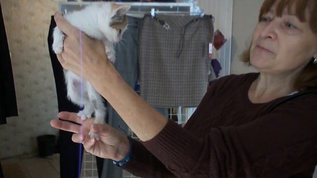 Котята ищут дом смотреть онлайн