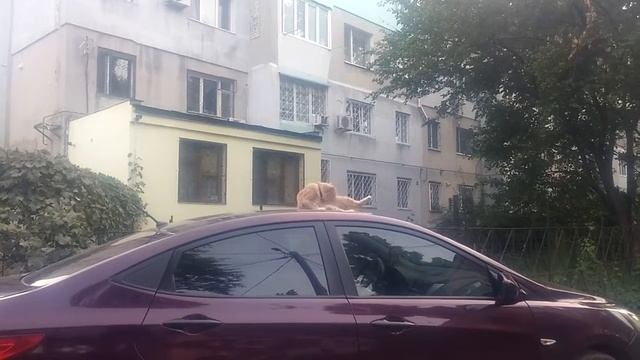 Кошка на машине смотреть онлайн