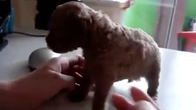 Teddy bady doggy learn to walk смотреть онлайн