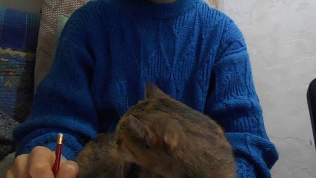 Будни шеф-редактора:) Или кошка Ромашка помогает рисовать:) смотреть онлайн