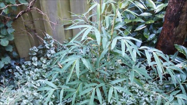 Fargesia Gaolinensis смотреть онлайн