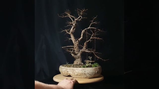 Bonsai Ulmus minor var. смотреть онлайн