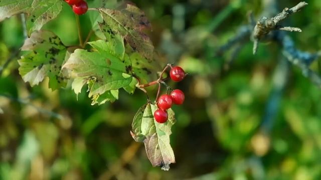 Forest early in the morning / Лес рано утром смотреть онлайн