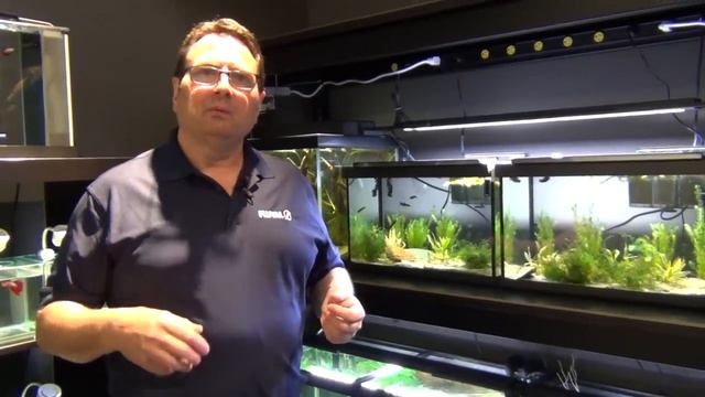 HOW TO: Care for Betta Fish смотреть онлайн