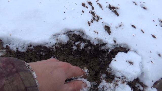 Как укоренился чеснок?/Новый эксперимент смотреть онлайн