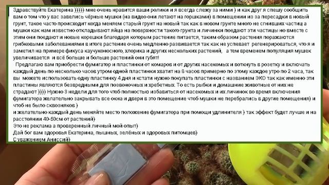 Комнатные цветы. Чёрные мушки в комнатных цветах. Сциариды в комнатных растениях. смотреть онлайн