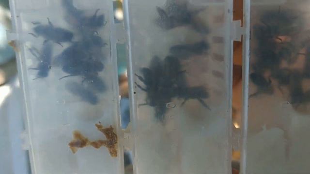 Замена маток. смотреть онлайн