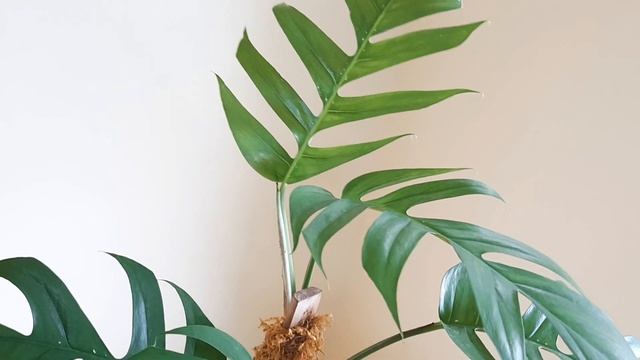 Epipremnum Pinnatum - Growing Plant From Cuttings in Cebu смотреть онлайн