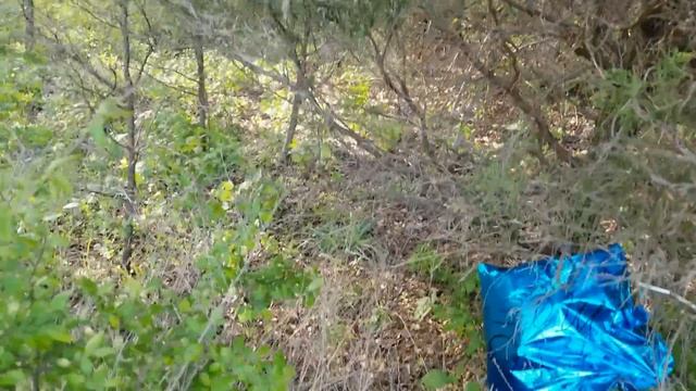 Morel Mushroom hunting-Good friends-UTV's-Big Snake & more! Illinois homestead смотреть онлайн