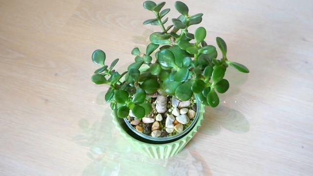 Толстянка (Денежное дерево) Почему МЯГКИЕ и ВЯЛЫЕ ЛИСТЬЯ/Основные Причины и что с этим делать