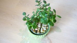 Толстянка (Денежное дерево) Почему МЯГКИЕ и ВЯЛЫЕ ЛИСТЬЯ/Основные Причины и что с этим делать