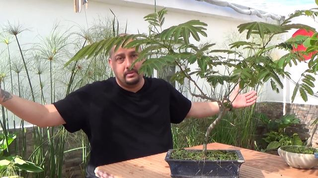 Cómo hacer bonsai de hoja compuesta смотреть онлайн